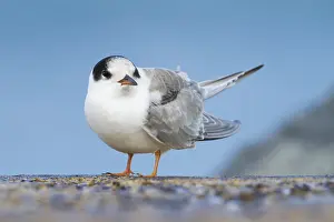 Seeschwalben Prints: Visdief, Common Tern, Sterna hirundo