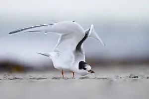 Seeschwalben Prints: Visdief, Common Tern, Sterna hirundo