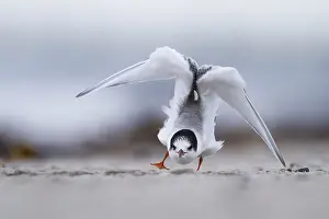 Seeschwalben Prints: Visdief, Common Tern, Sterna hirundo