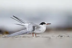 Seeschwalben Prints: Visdief, Common Tern, Sterna hirundo