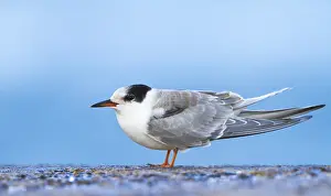 Seeschwalben Prints: Visdief, Common Tern, Sterna hirundo