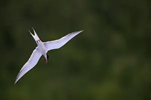 Images Dated 26th May 2015: Visdief, Common Tern, Sterna hirundo