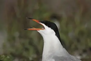 Images Dated 30th June 2007: Visdief, Common Tern, Sterna hirundo