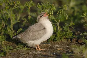 Images Dated 30th June 2007: Visdief, Common Tern, Sterna hirundo