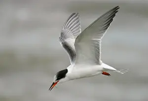 Foerageren Prints: Visdief, Common Tern, Sterna hirundo