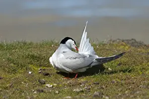 Displaying Prints: Visdief, Common Tern, Sterna hirundo