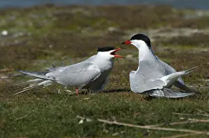 Displaying Prints: Visdief, Common Tern, Sterna hirundo