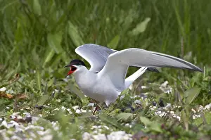 Broedkolonie Prints: Visdief, Common Tern, Sterna hirundo