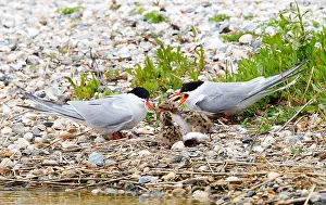 Images Dated 1st June 2013: Visdief, Common Tern, Sterna hirundo