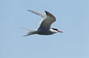 Images Dated 4th June 2011: Visdief, Common Tern, Sterna hirundo