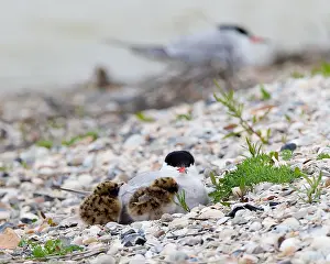 Images Dated 1st June 2013: Visdief, Common Tern, Sterna hirundo