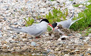 Images Dated 1st June 2013: Visdief, Common Tern, Sterna hirundo