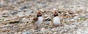 Images Dated 1st June 2013: Visdief, Common Tern, Sterna hirundo