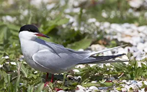 Broedkolonie Prints: Visdief, Common Tern, Sterna hirundo