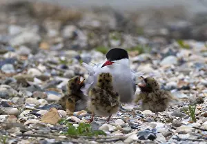 Images Dated 1st June 2013: Visdief, Common Tern, Sterna hirundo