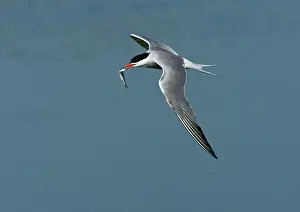 Images Dated 23rd May 2009: Visdief, Common Tern, Sterna hirundo