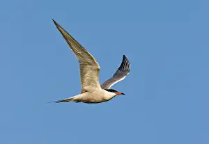 Visdief Prints: Visdief, Common Tern, Sterna hirundo