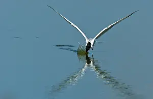 Vissend Prints: Visdief, Common Tern, Sterna hirundo