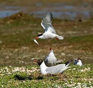 Kolonie Prints: Visdief, Common Tern, Sterna hirundo