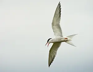 Images Dated 22nd May 2009: Visdief, Common Tern, Sterna hirundo