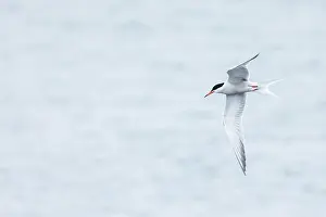 Images Dated 12th May 2023: Visdief, Common Tern, Sterna hirundo adult flying