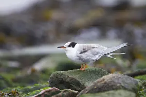 1st Cy Prints: Visdief, Common Tern, Sterna hirundo hirundo