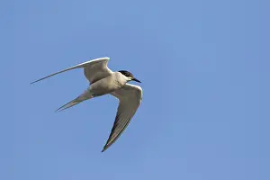 Visdief, Common Tern Sterna hirundo ssp. minussensis