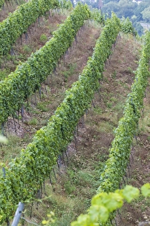 Mosel Prints: Viticulture landscape