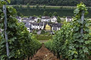 Mosel Prints: Viticulture landscape