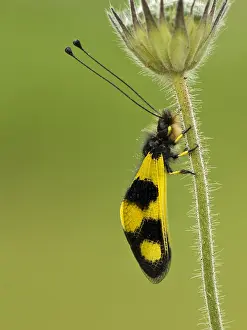 Images Dated 4th May 2007: Vlinderhaft, Owlfly, Ascalaphus macaronius