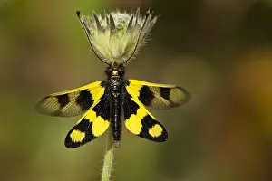Images Dated 4th May 2007: Vlinderhaft, Owlfly, Ascalaphus macaronius