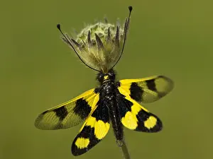 Images Dated 4th May 2007: Vlinderhaft, Owlfly, Ascalaphus macaronius