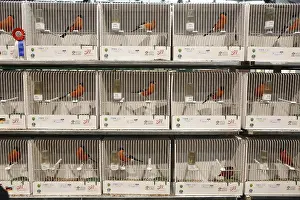 Pyrrhula Prints: vogeltentoonstelling