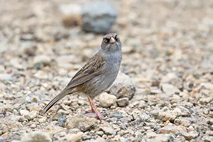 Images Dated 4th April 2017: Volcano junco, Junco vulcani