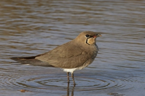 Images Dated 26th March 2009: Vorkstaartplevier, Collared Pratincole, Glareola pratincola