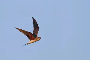 Images Dated 6th June 2014: Vorkstaartplevier, Collared Pratincole, Glareola pratincola