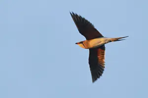 Images Dated 6th June 2014: Vorkstaartplevier, Collared Pratincole, Glareola pratincola