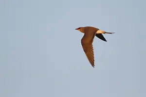 Images Dated 6th June 2014: Vorkstaartplevier, Collared Pratincole, Glareola pratincola
