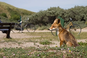 Images Dated 28th June 2008: Vos, Red fox, Vulpes vulpes