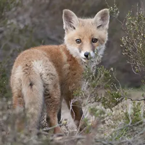 Images Dated 28th April 2011: Vos, Red Fox, Vulpes vulpes