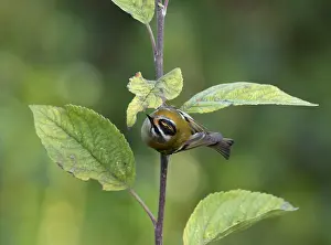 Images Dated 25th October 2015: Vuurgoudhaan, Firecrest, Regulus ignicapilla