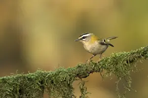 Doortrekker Prints: vuurgoudhaan; firecrest; regulus ignicapilla;