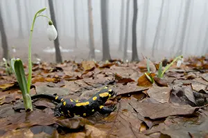 Amphibian Prints: Vuursalamander, Fire salamander, Salamandra salamandra