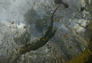 Amphibian Prints: Vuursalamander, Fire salamander, Salamandra salamandra