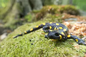 Amphibian Prints: Vuursalamander, Fire salamander, Salamandra salamandra