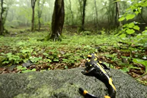 Amphibian Prints: Vuursalamander, Fire salamander, Salamandra salamandra