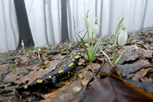 Amphibian Prints: Vuursalamander, Fire salamander, Salamandra salamandra