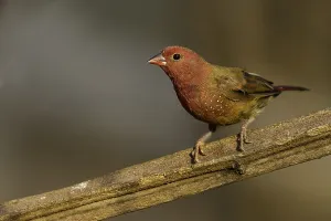 Images Dated 3rd October 2010: Vuurvinkje, Red-billed Firefinch, Lagonosticta senegala