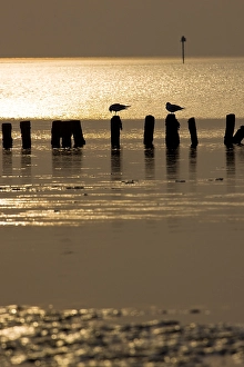 Getijdengebied Prints: Waddenzee, Waddensea
