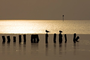 Getijdengebied Prints: Waddenzee, Waddensea